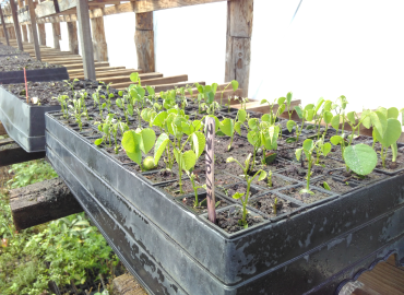 Photo of ready-to-plant seedlings in Kenya at the planting site