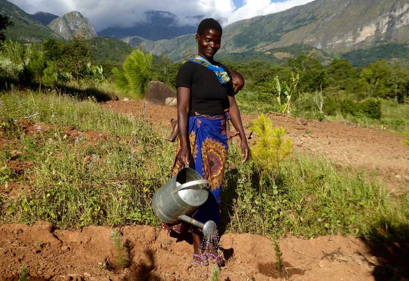 Lokale vrouw geeft zaailingen water in de boomkwekerij