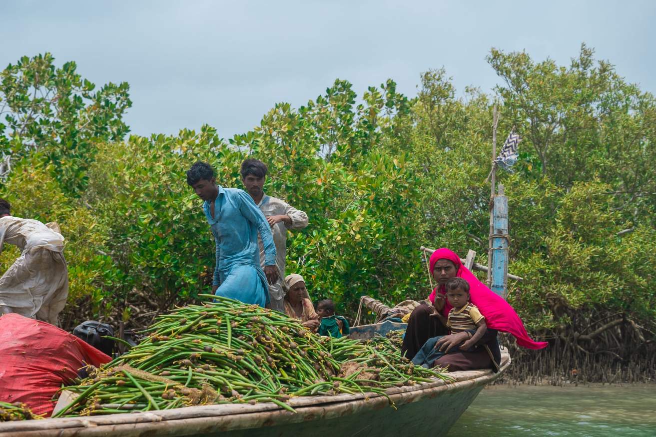 Local people on a boat with mangrove tree cuttings