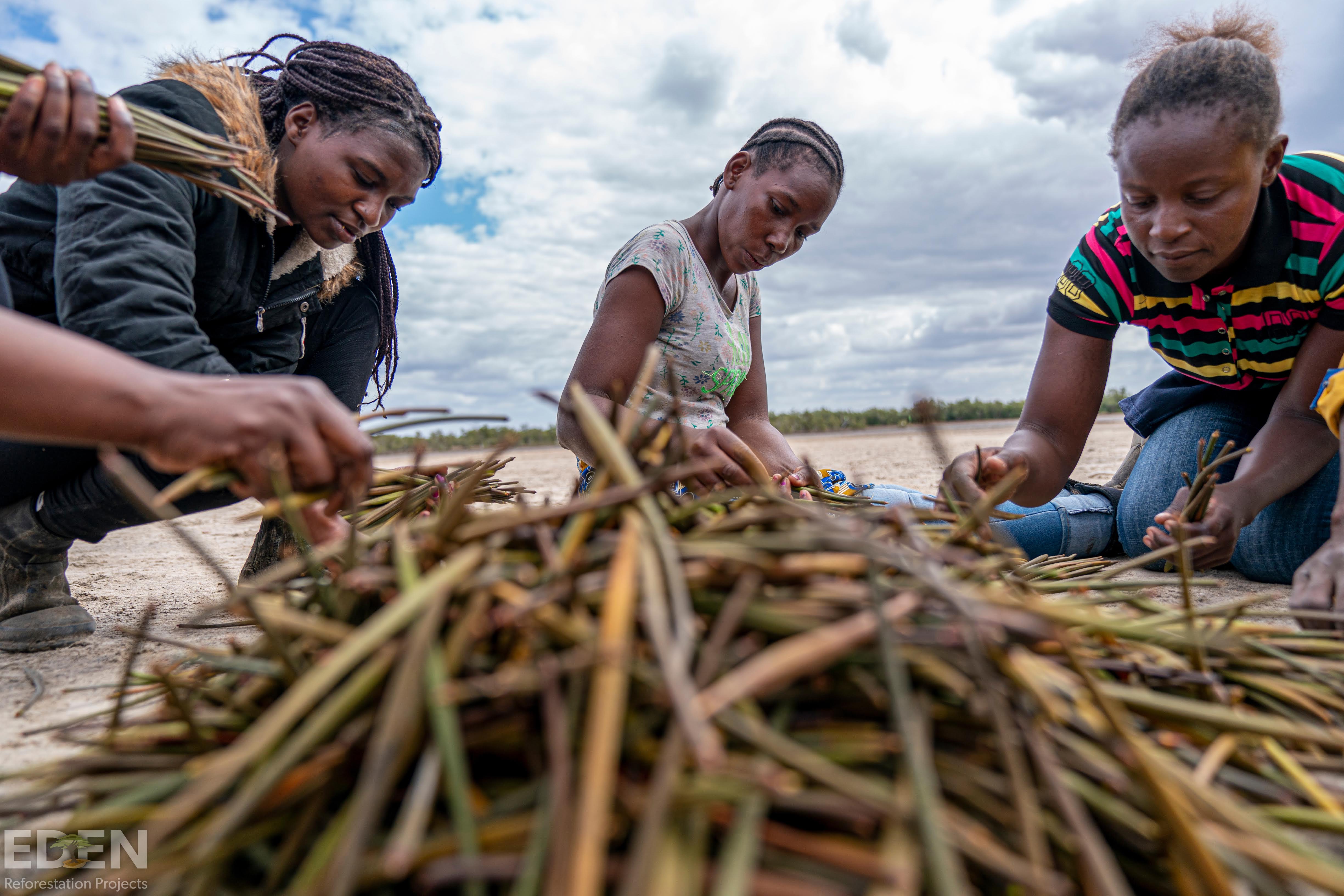 Lokale werkers die Mangrove zaailingen aan het sorteren zijn
