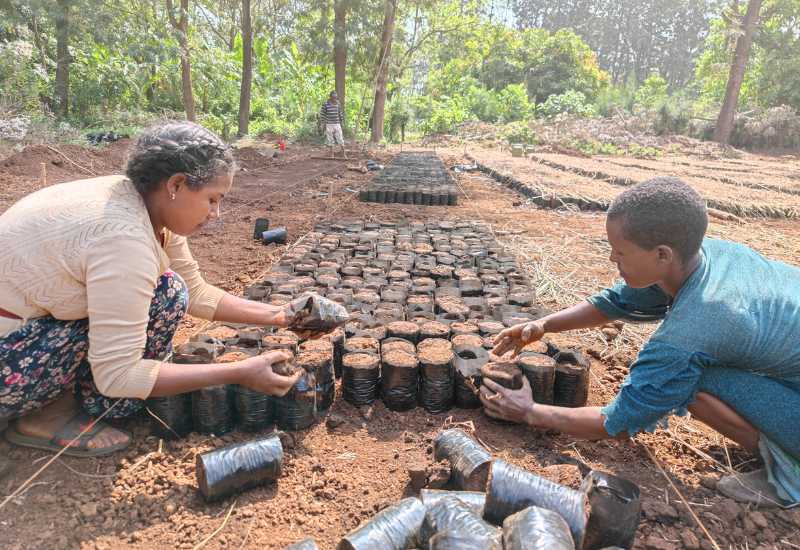 Locals working on tree planting nursery in Desa'a Ethiopia
