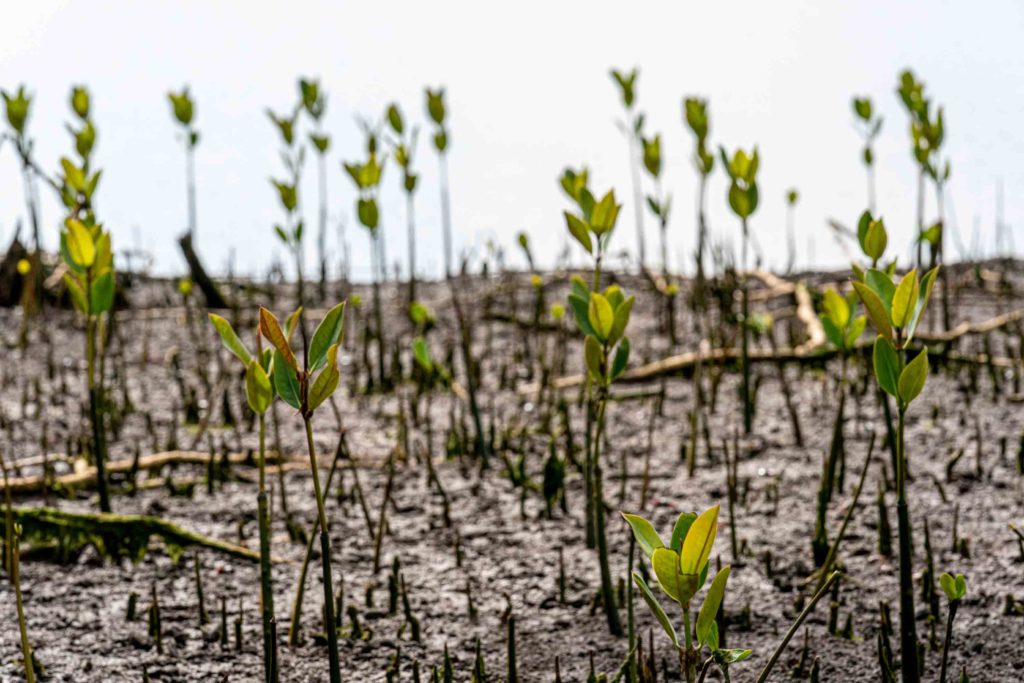 Mangrove seedlings planted in the ground in Mozambique