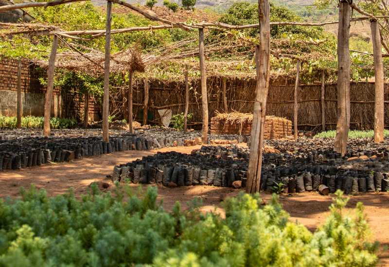 Boomkwekerij in Malawi