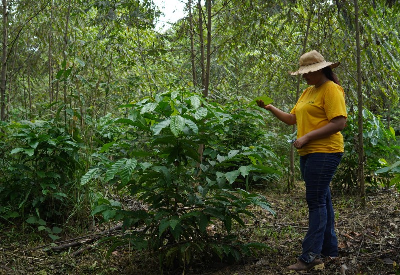 Local farmer examines trees in conserved forest