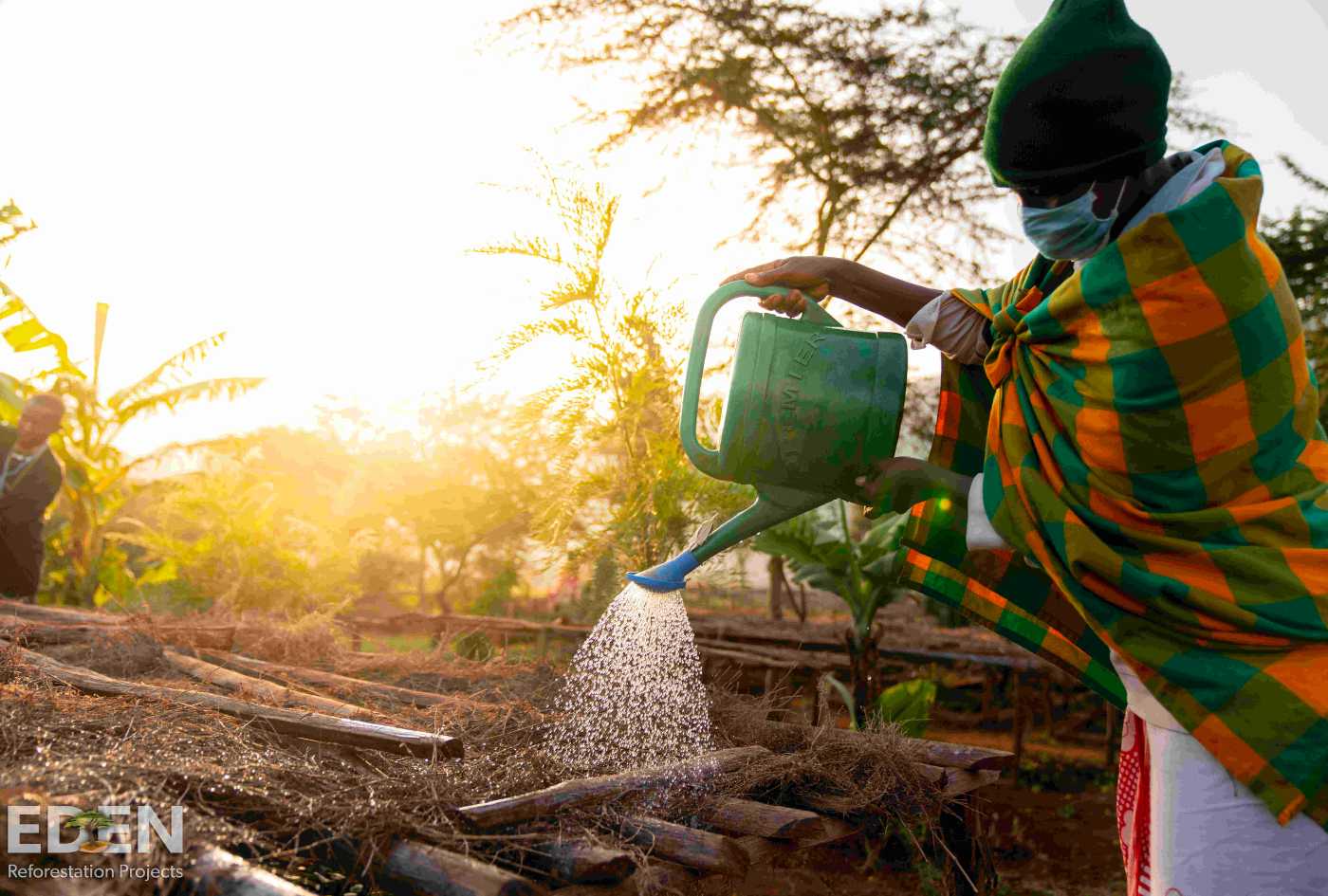 Local woman watering tree nursery