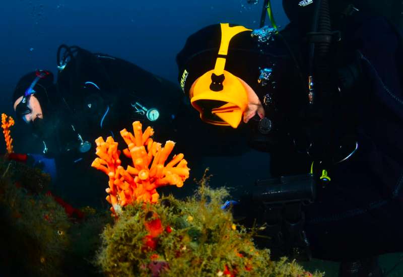 Duikers controleren de gezondheid van de koraal