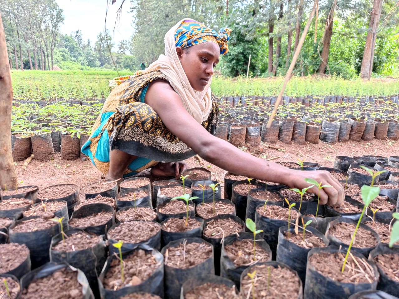 Local woman taking care of tree seedlings