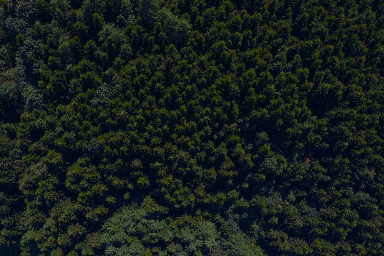 aerial view of carbon neutral forest