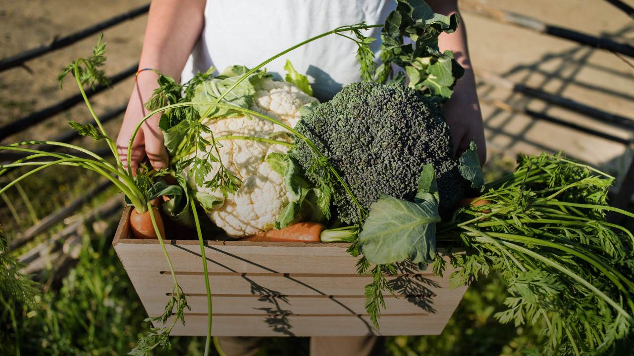 Small harvest from a sustainable farmer