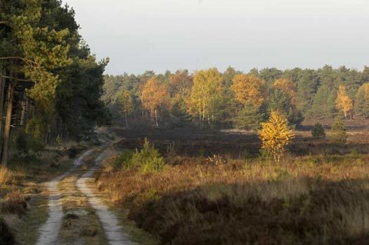Foto van geplante bomen in Nederland