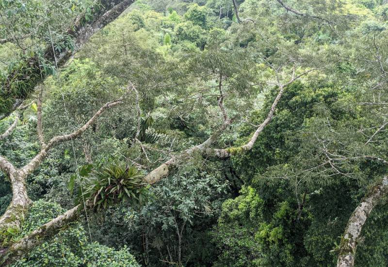 Trees in restored area of forest in Ecuador