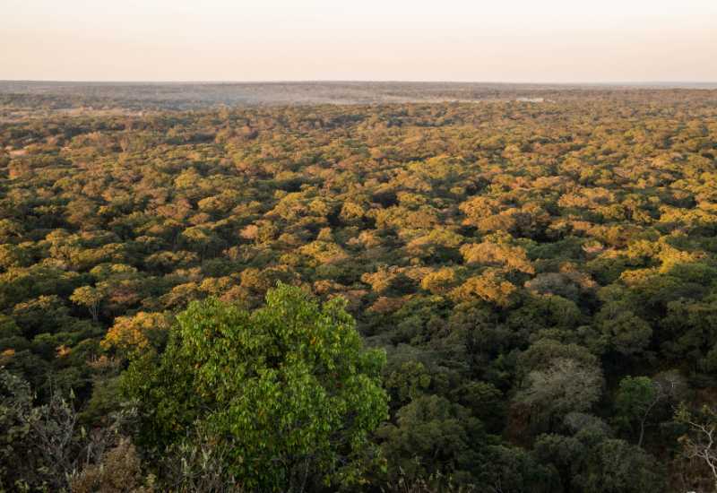 Aerial view of protected forest in Zambia