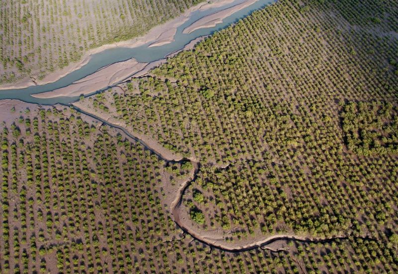 Aerial picture of mangrove planting site
