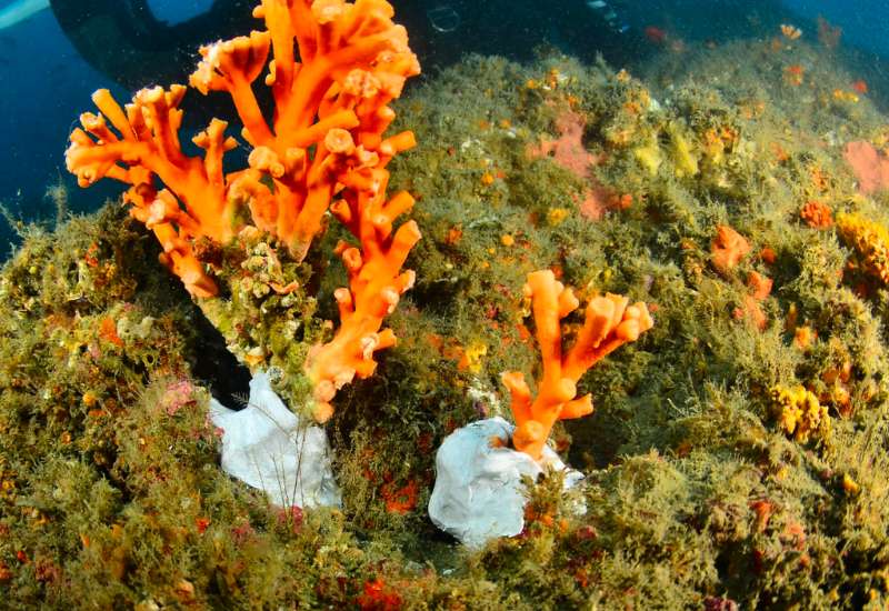 Orange coloured corals
