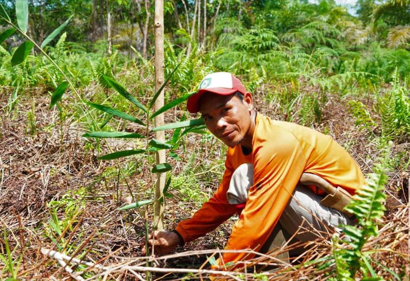 Man planting tree in conserved peatland area in Indonesia 3