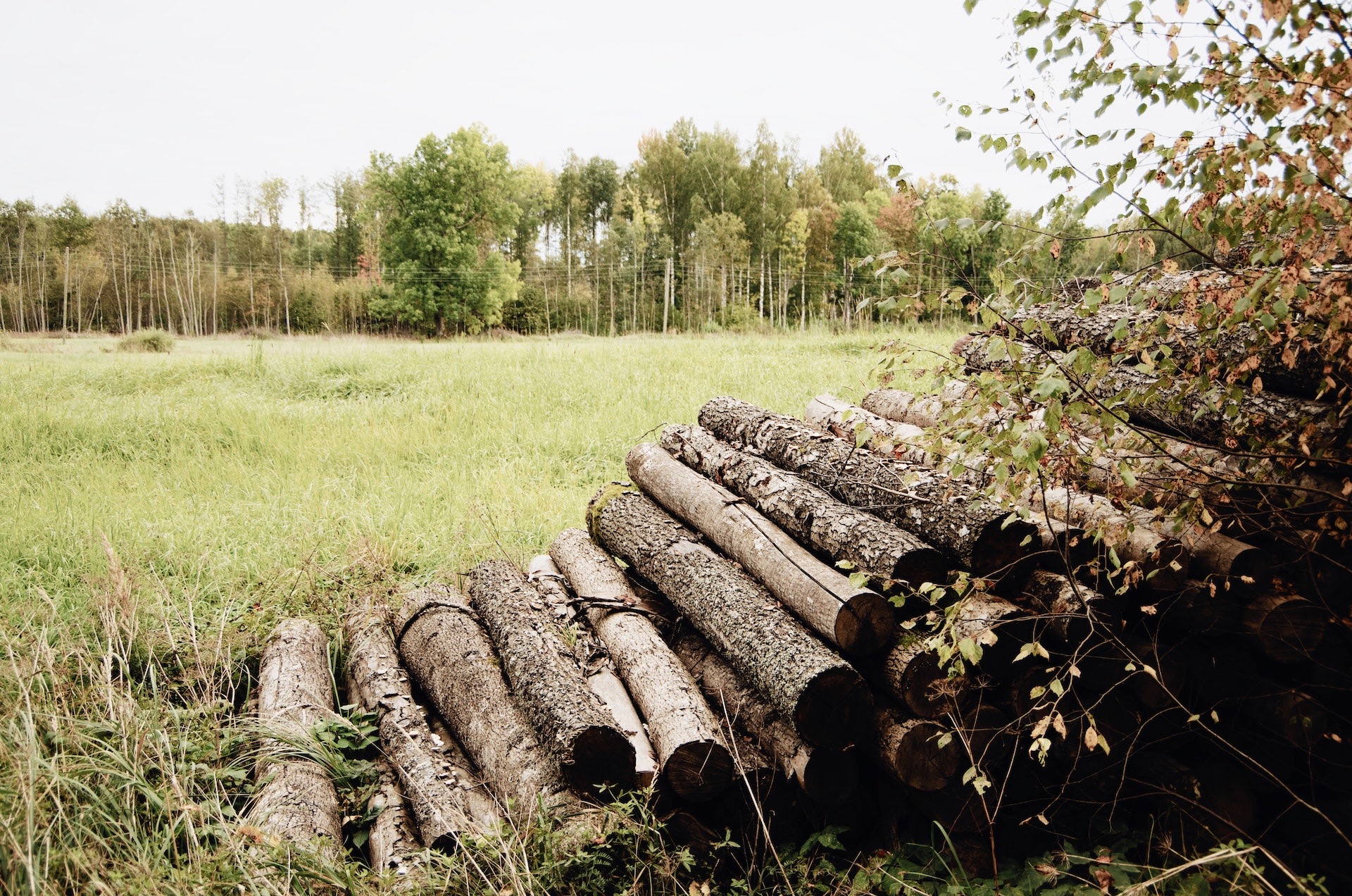 Cut trees stacked on top of a field in the forest
