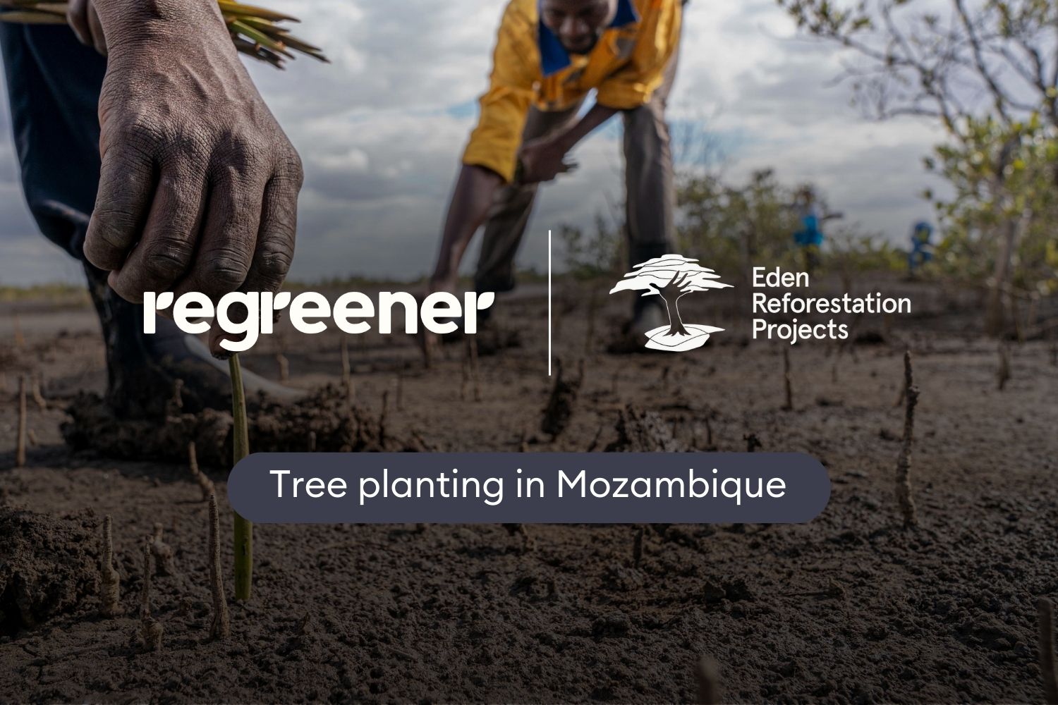 Tree seedlings being cut by local community in Mozambique