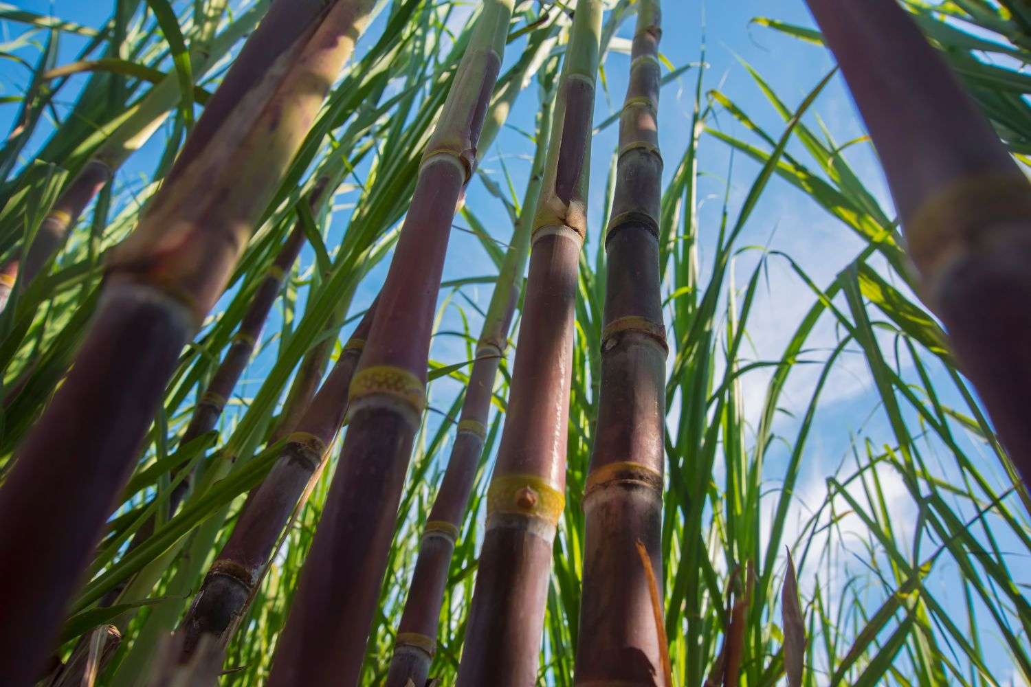 Sugar cane used for factory managing renewable energy in Monta Rosa