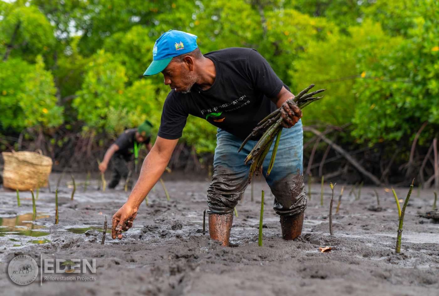 Man planting Mangroves in mud in Kenya