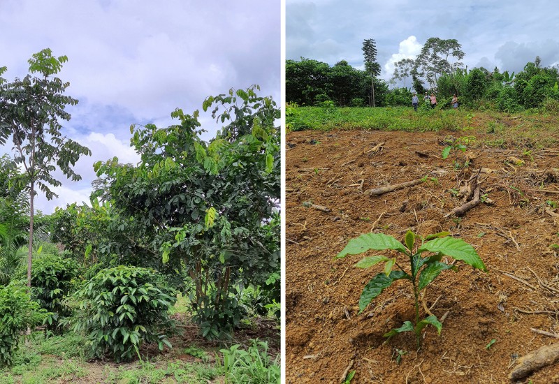 Before and after image of tree planting site
