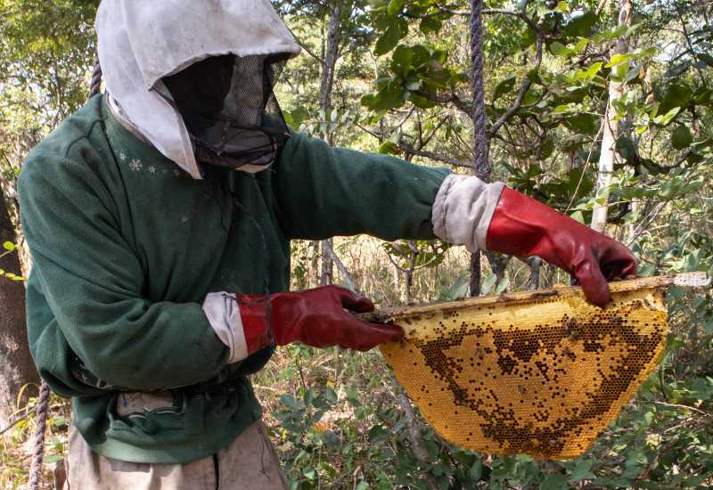 Controle van duurzame bijenkasten