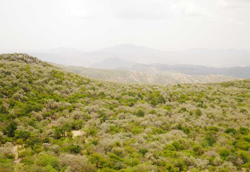 Aerial view of reforested forest valley in Ethiopia