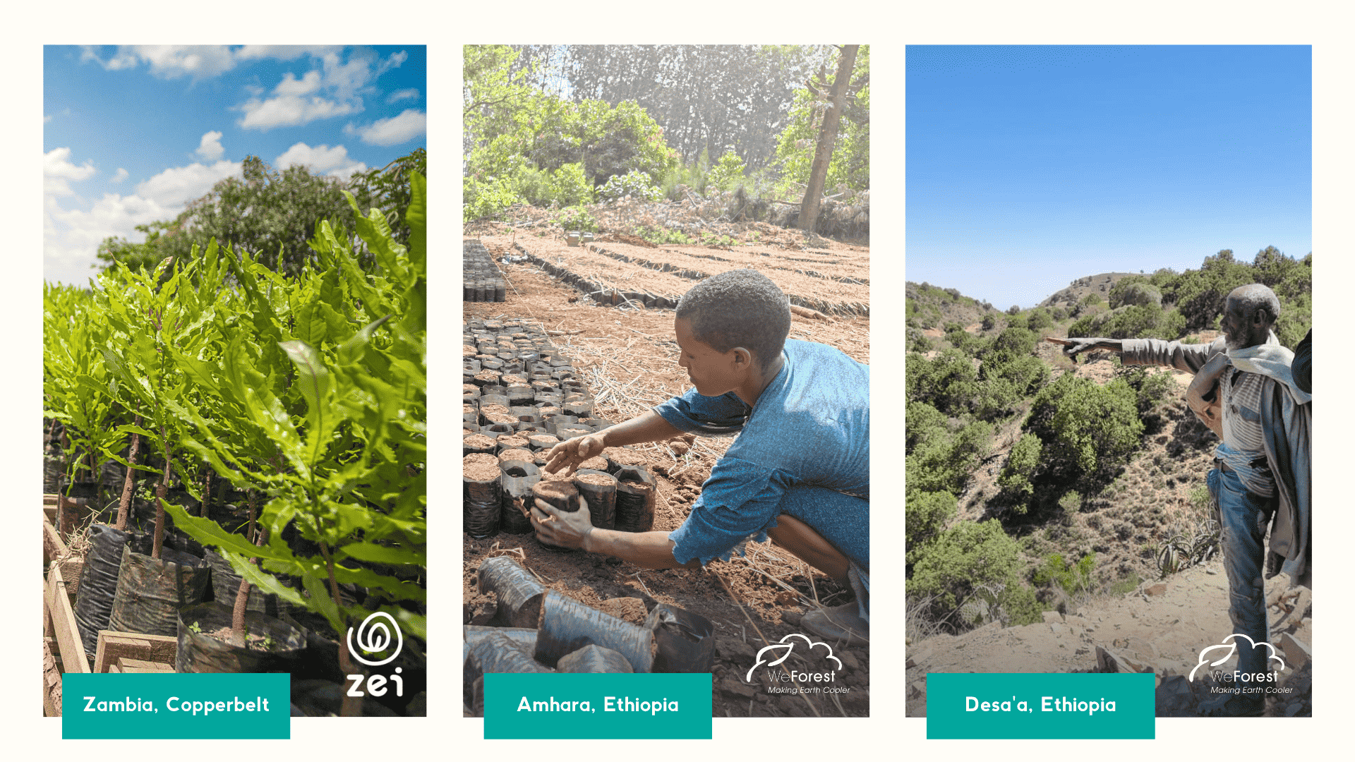 three images of tree planting project in ethopia and zambia