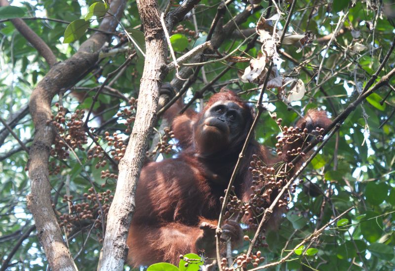 Monkey spotted in conserved forest area