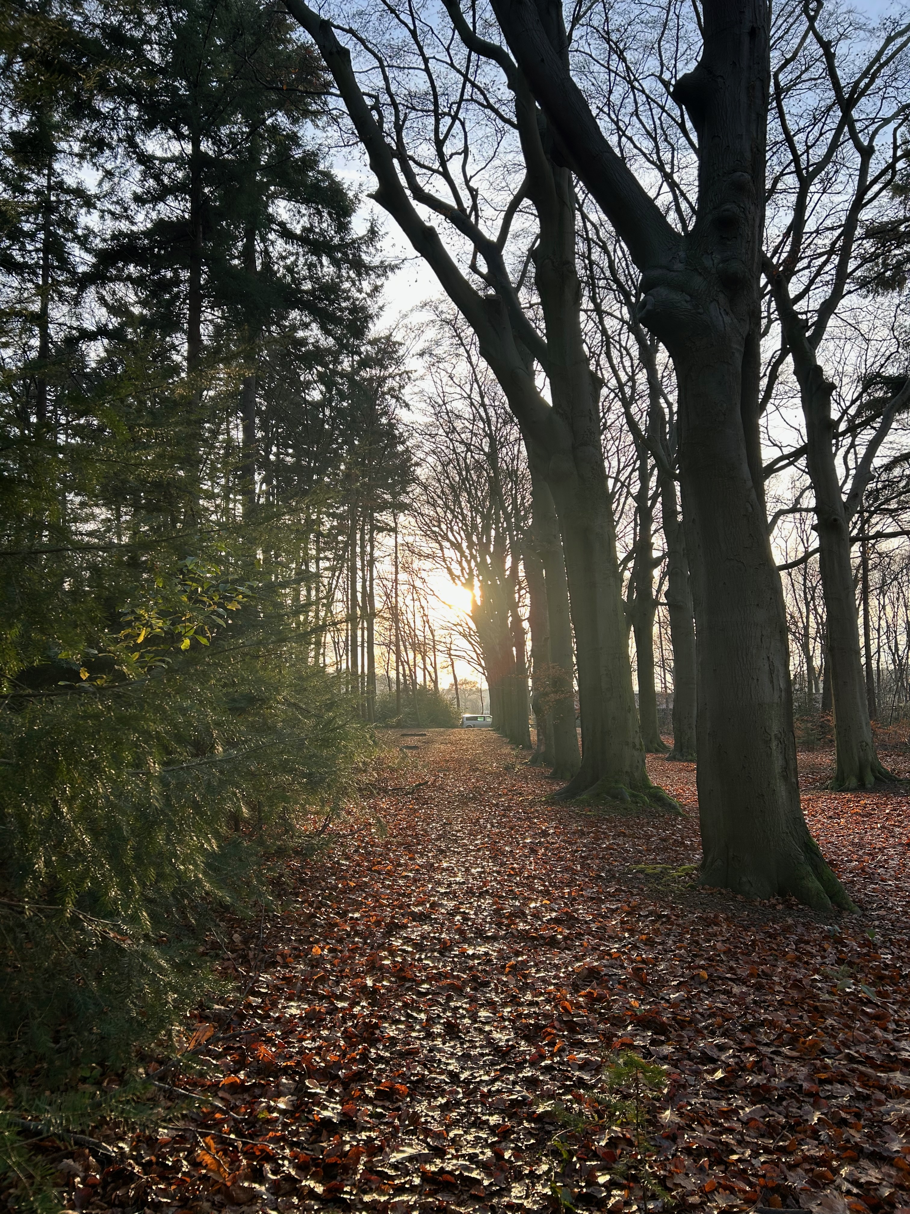 Nature restoration in The Netherlands