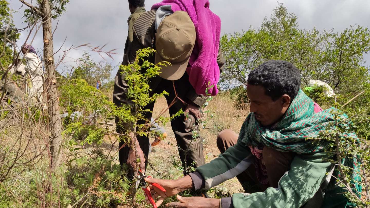 Two workers cutting tree at regreener planting side