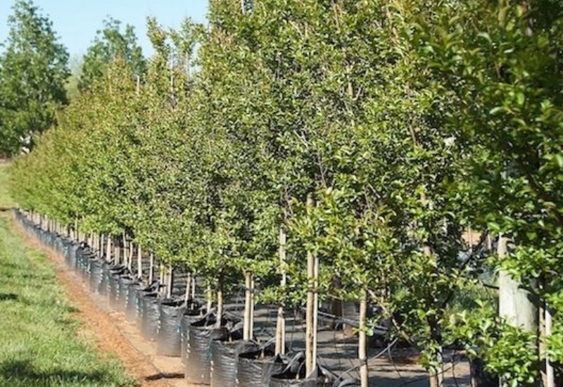 Trees planted at project site in Brummen