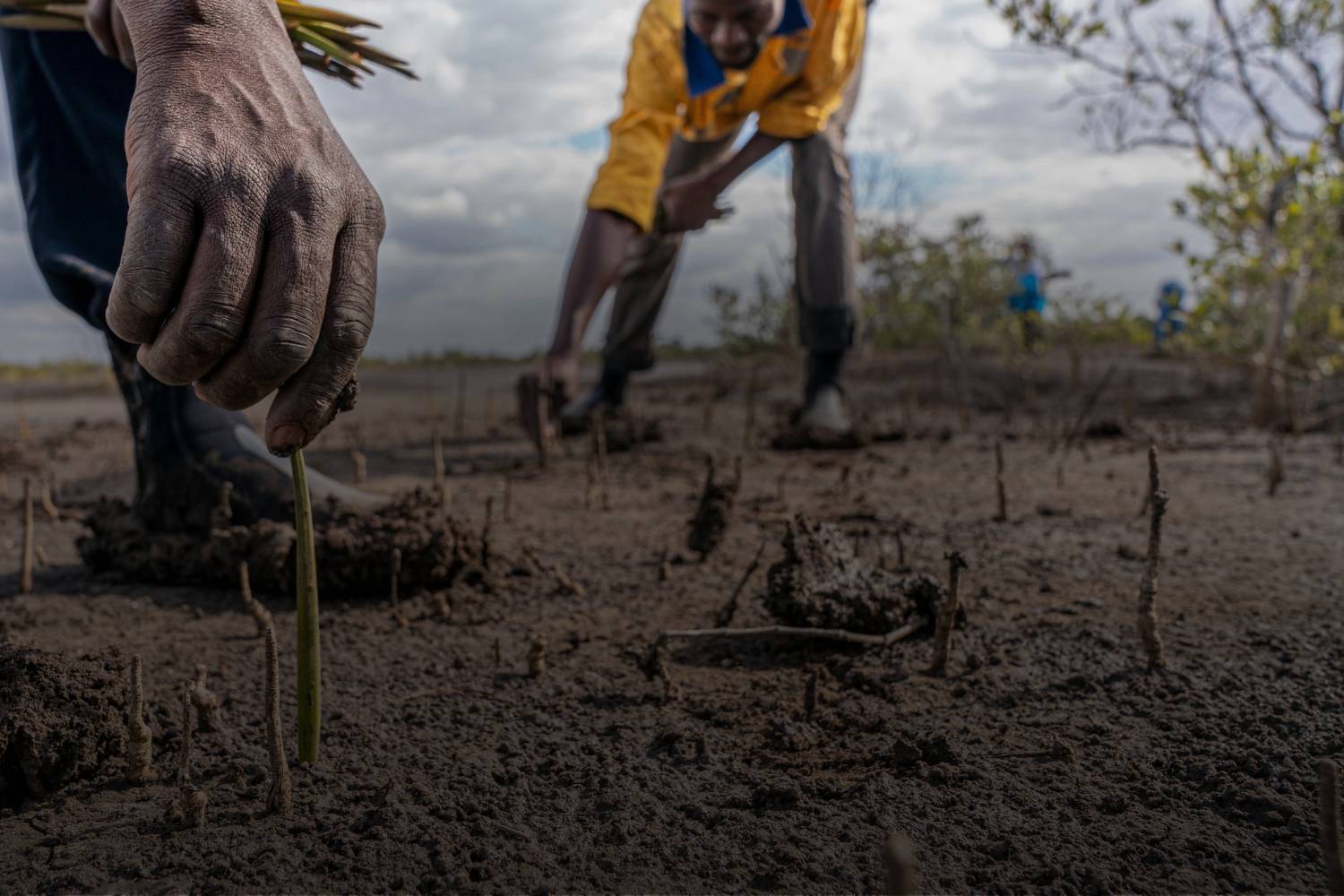 Tree seedlings being cut by local community in Mozambique