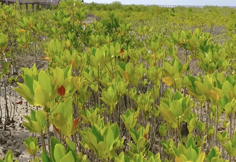 Closeup mangroves