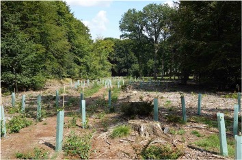 Foto van geplante bomen in Nederland