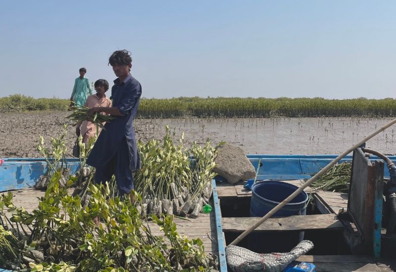 Local men planting mangrove tree at the planting site