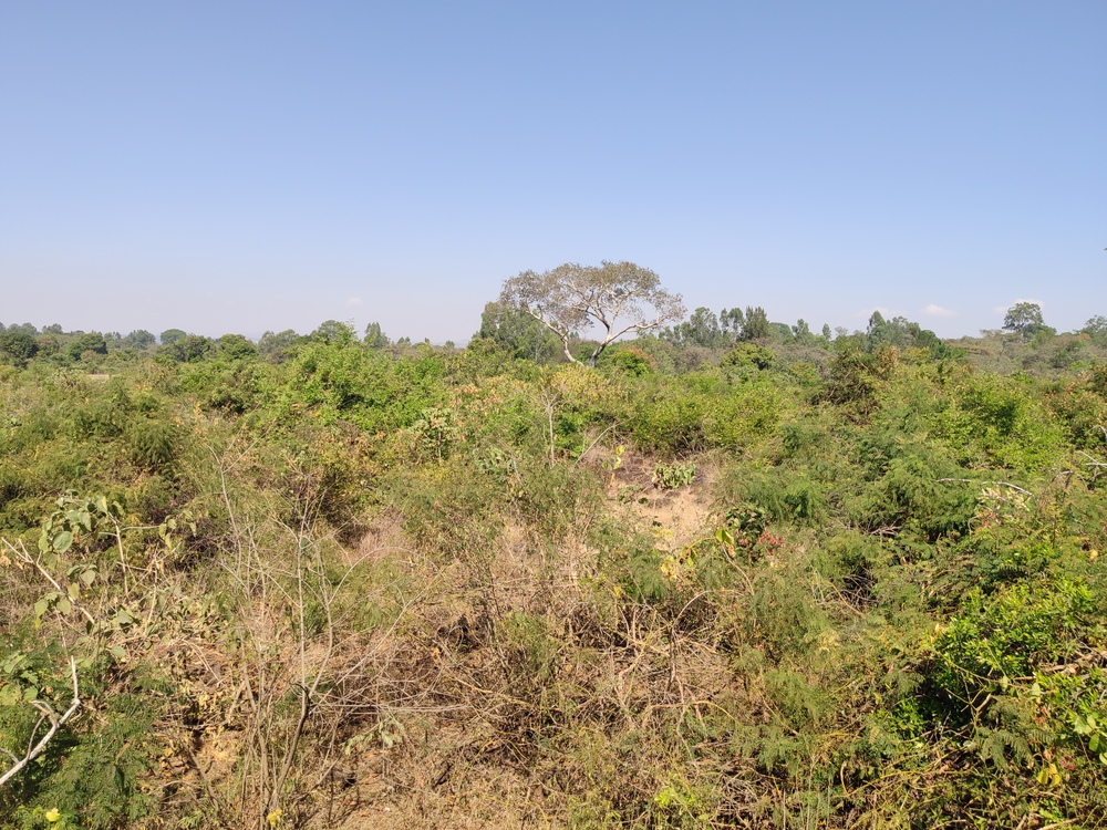 Conserved area in Amhara of trees and bushes