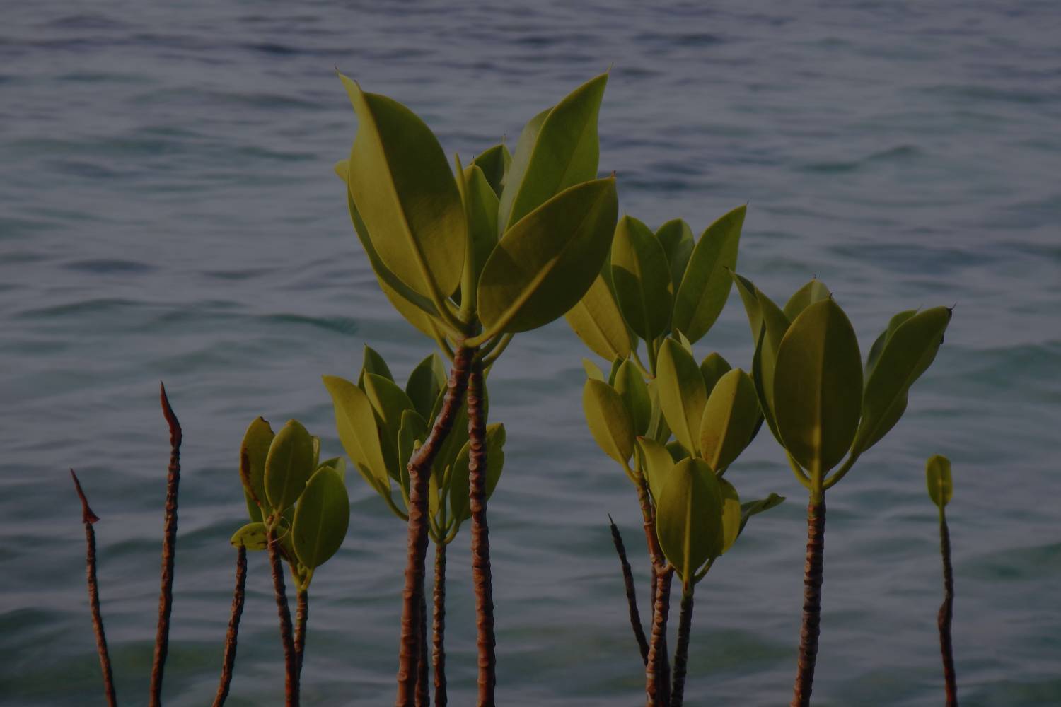 Mangroves seedlings growing in river in Afrika