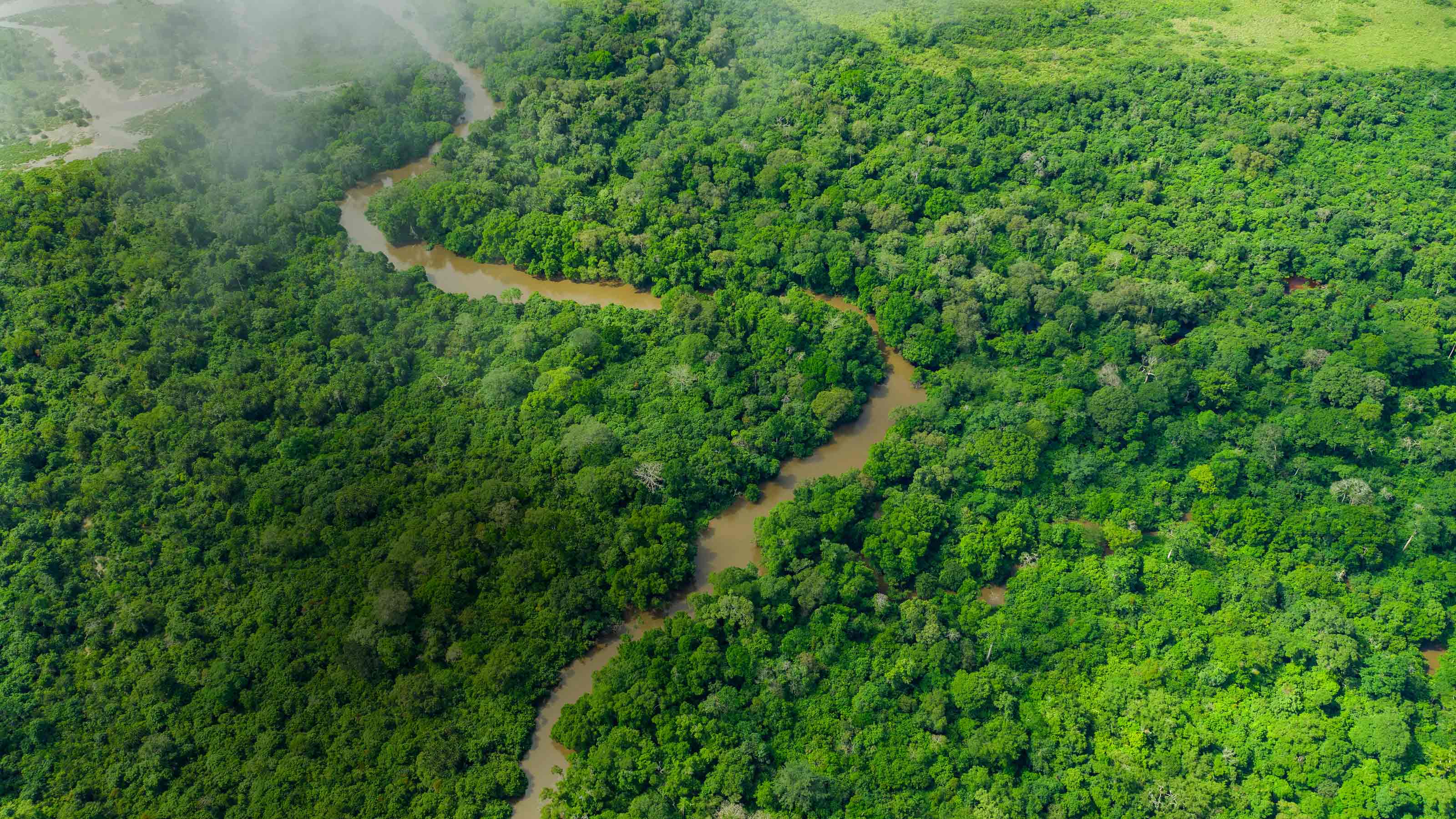 Aerial view of mangrove forest with clouds above