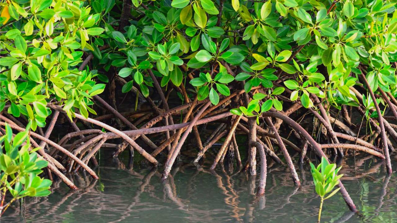 Mangroves planted in water in Africa