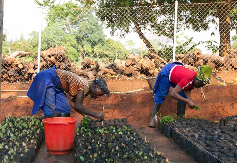 Lokale vrouwen werken in de boomkwekerij