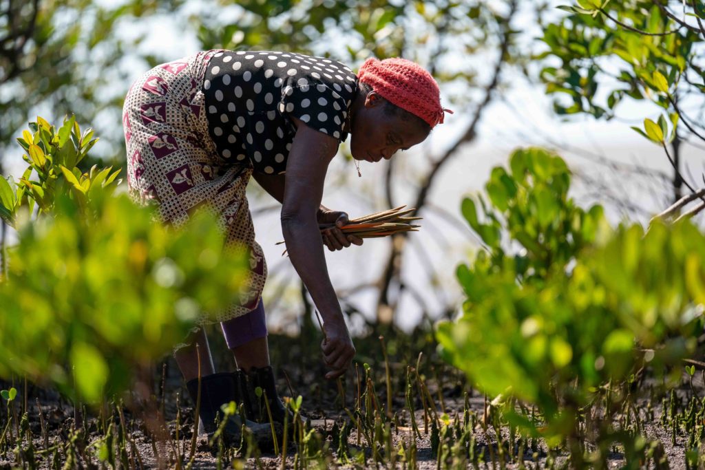 Foto van lokale werknemer die Mangrove zaailingen plant bij een aanplant locatie in Mozambique