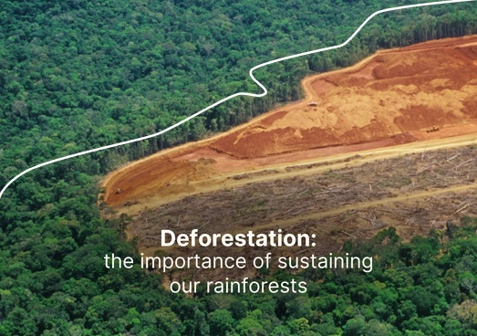 Forest adjacent to deforested forest