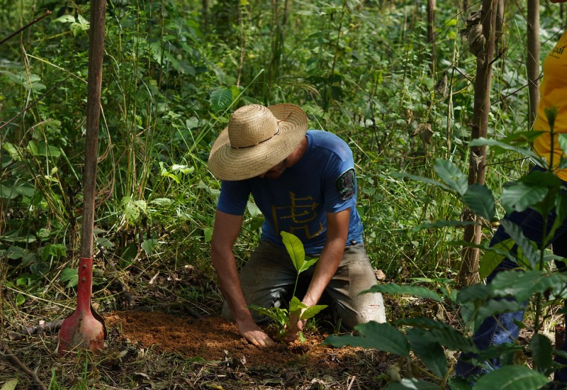 Local farmer planting tree in forest