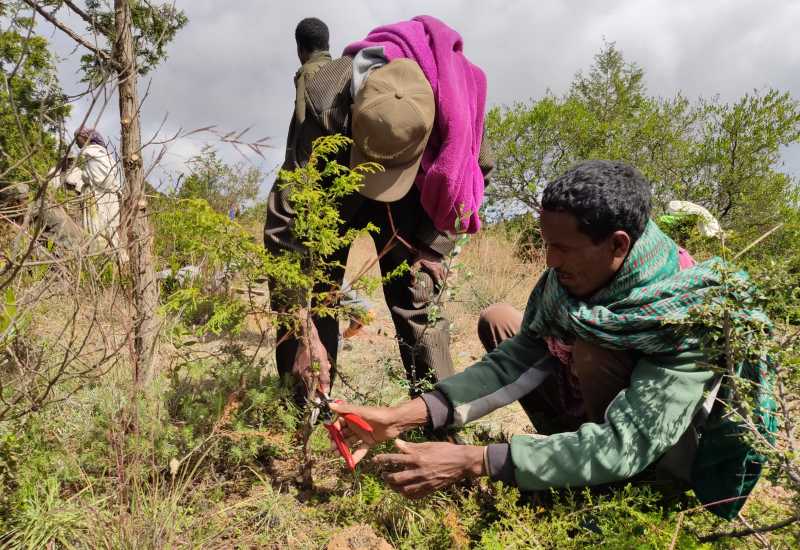 Local community working on tree planting site in Desa'a Ethiopia