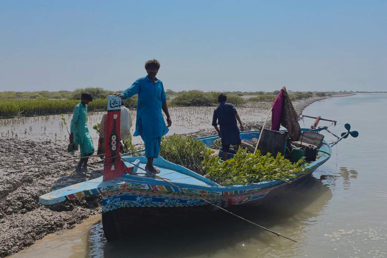 Local workers planting mangroves