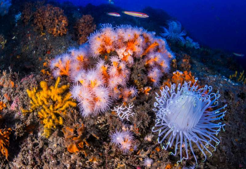 Close-up van gekleurde koralen in de zee van Spanje