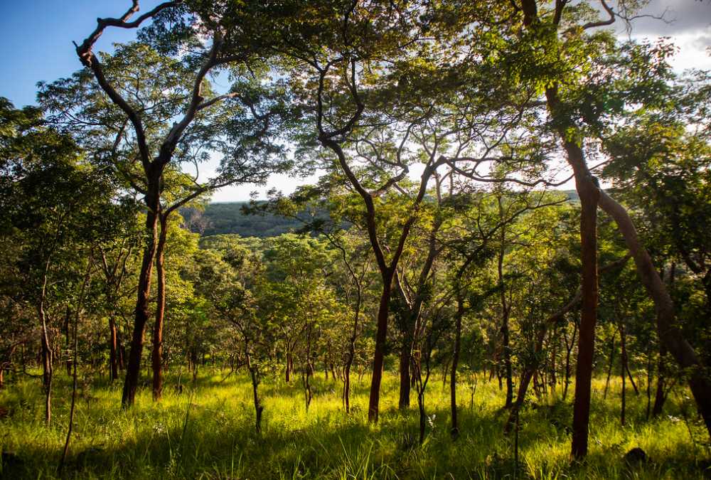 Conserved forest in Zambia thriving in the sun