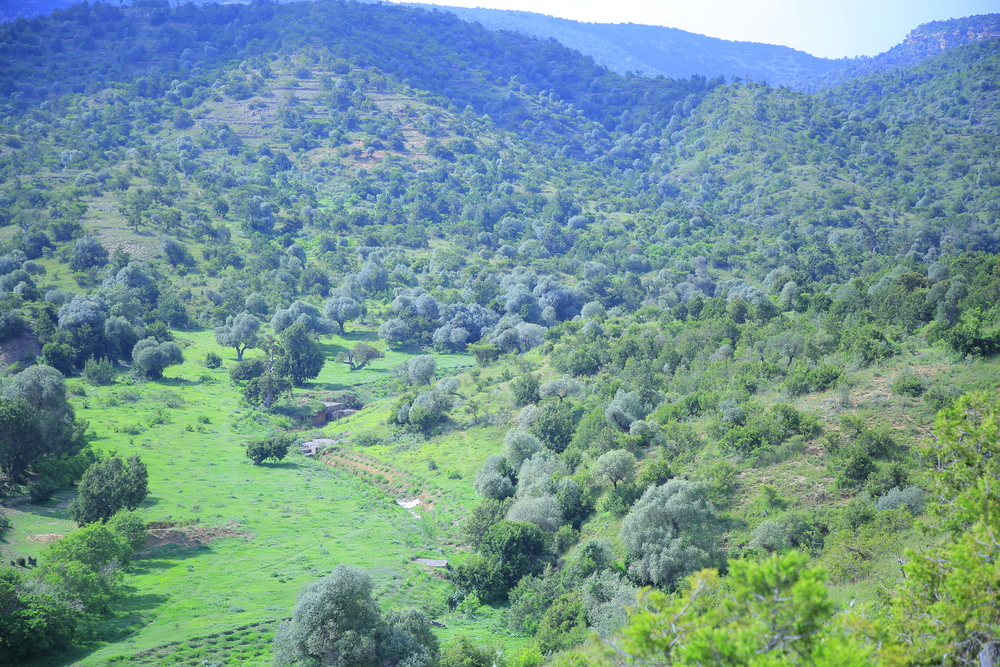 half aerial view forest clearing in ethiopia