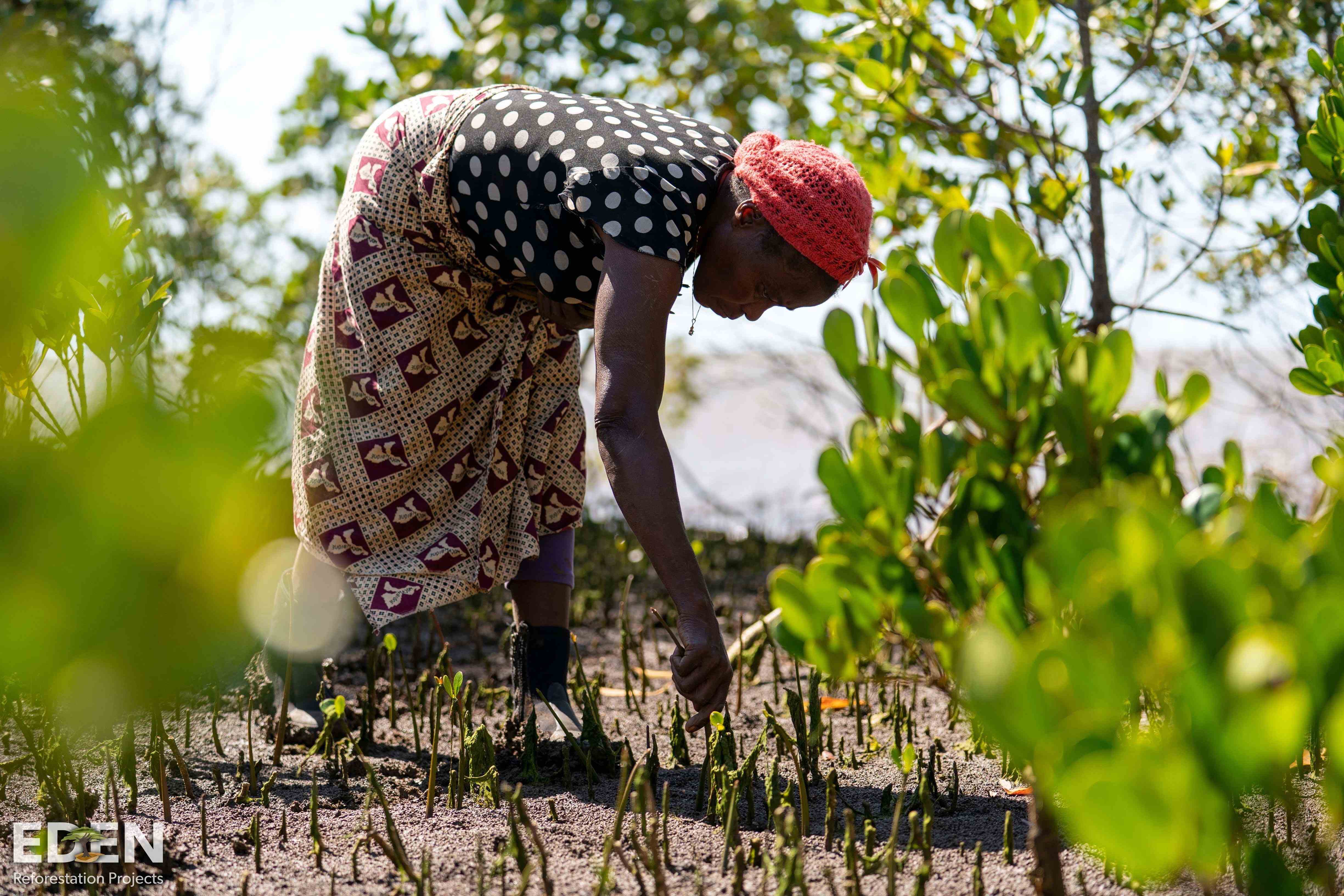 Local worker planting Mangrove seedlings at a planting site in Mozambique