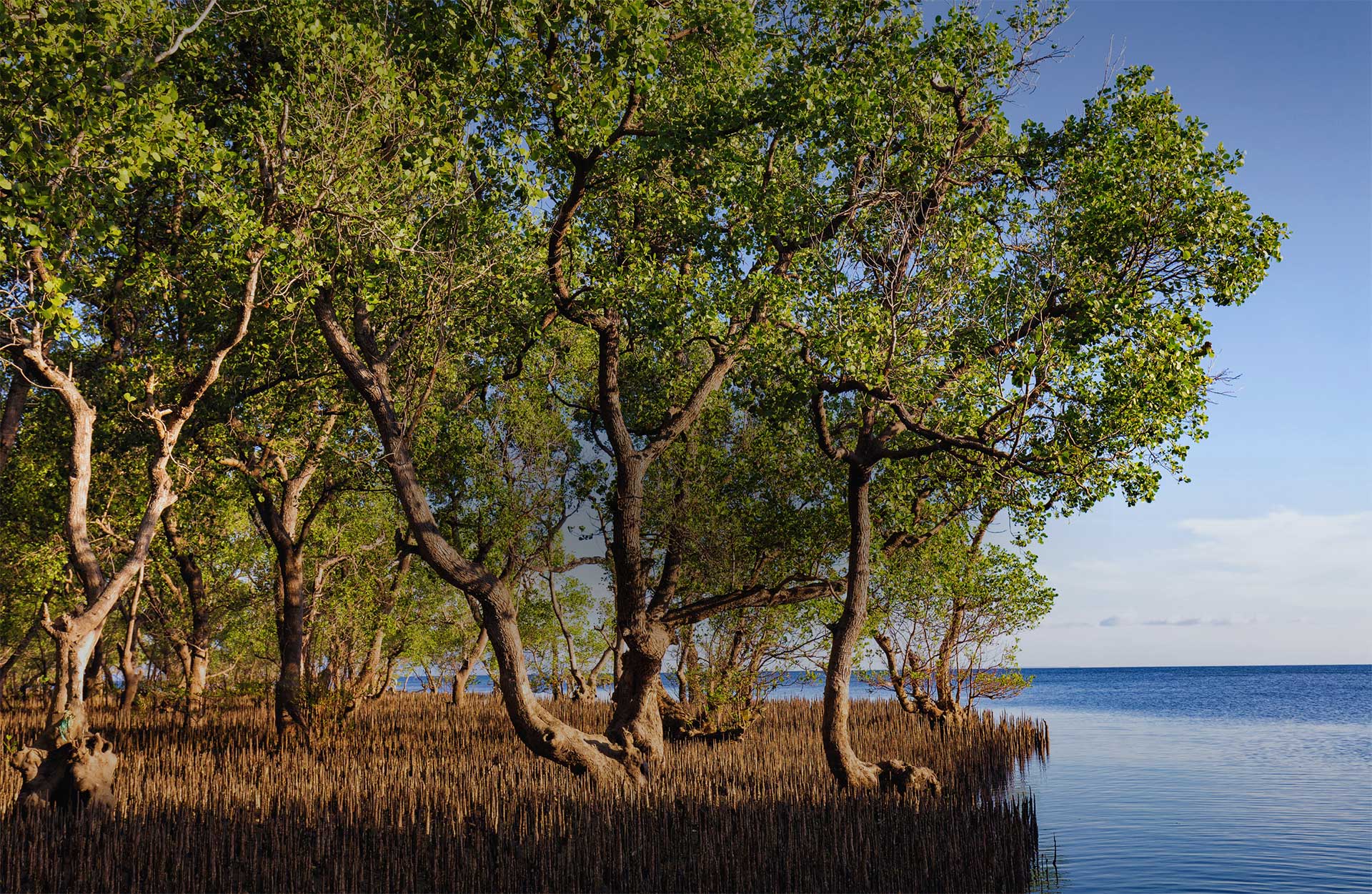 Mangrove trees on the outer edge of a mangrove forest